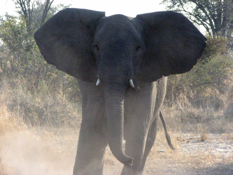 Angry Elephant
